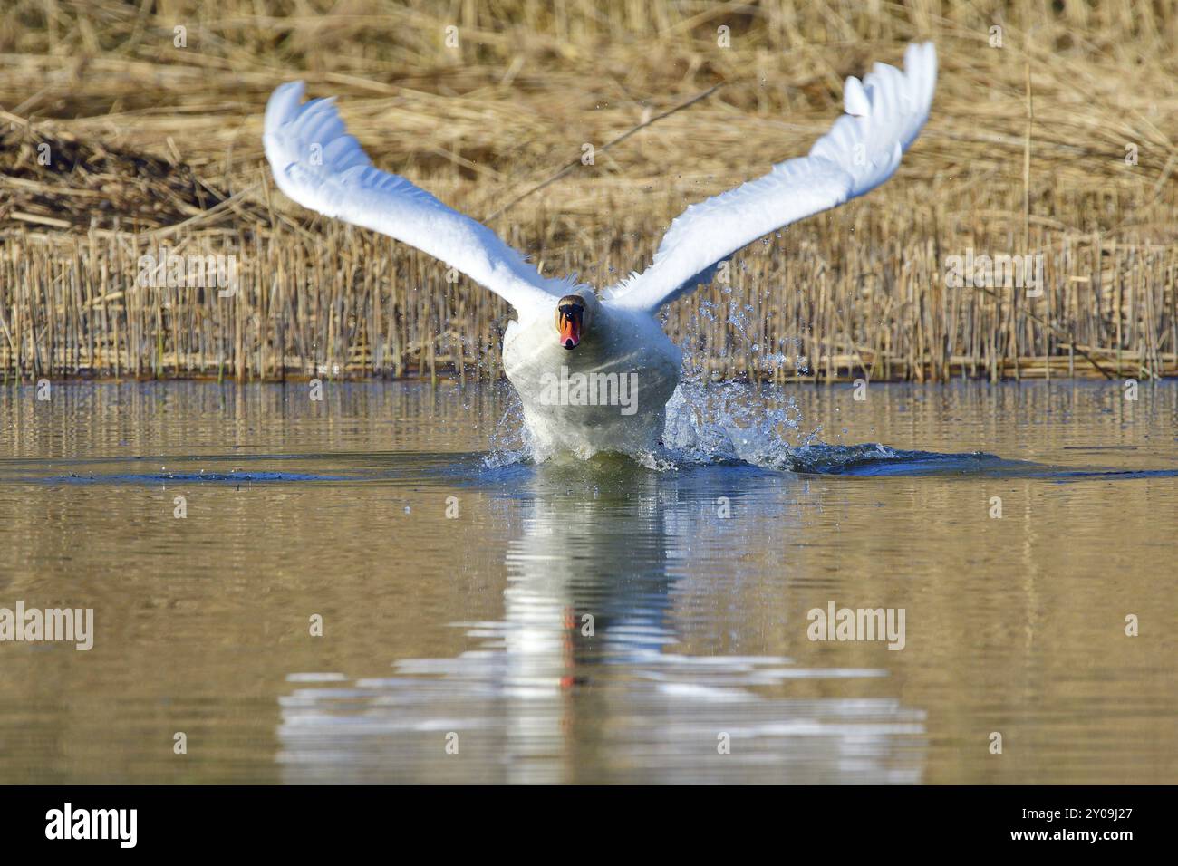 Mute Swan in Territory Battle in primavera, Mute Swan durante la stagione riproduttiva Foto Stock