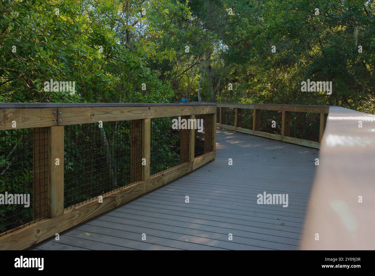 Ampia vista sulle linee principali lungo il lato del sentiero naturalistico con passerella in legno. Alberi ai lati. Al Sawgrass Lake Park di St. Petersburg, Florida. Presto Foto Stock