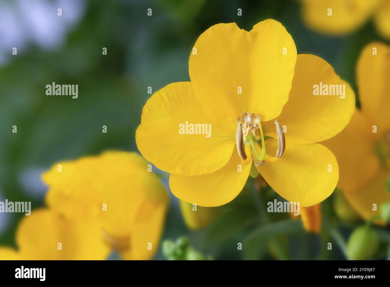 Cassia Corymbosa o Senna, primo piano Foto Stock