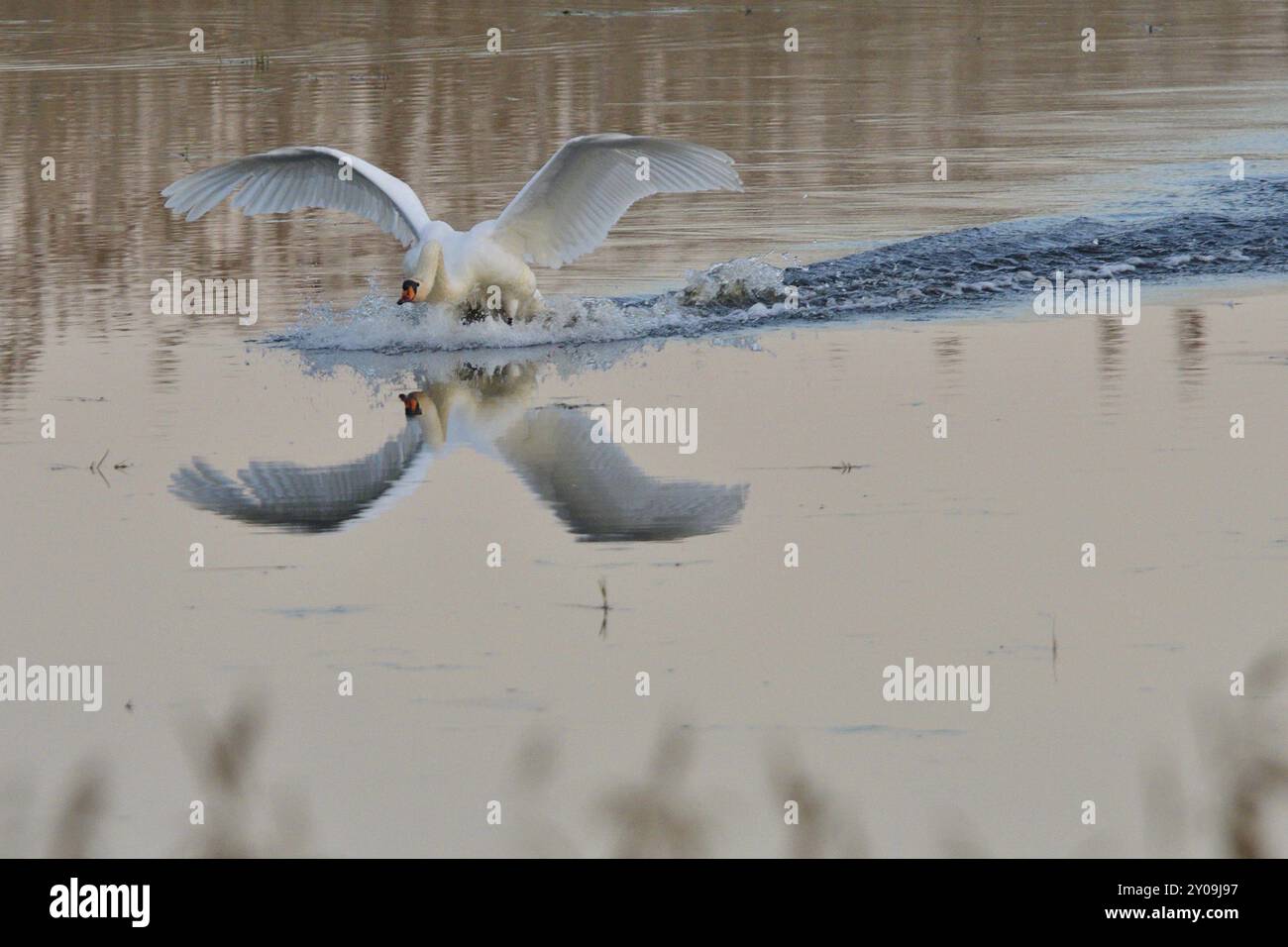 Mute Swan in Territory Battle in primavera, Mute Swan durante la stagione riproduttiva Foto Stock