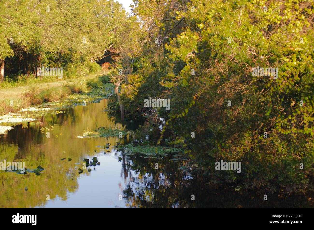 Immagine orizzontale Sawgrass Park St. Petersburg, Florida. Palude via d'acqua con alberi e erba verde ai lati con gigli e riflessi di nuvole Foto Stock