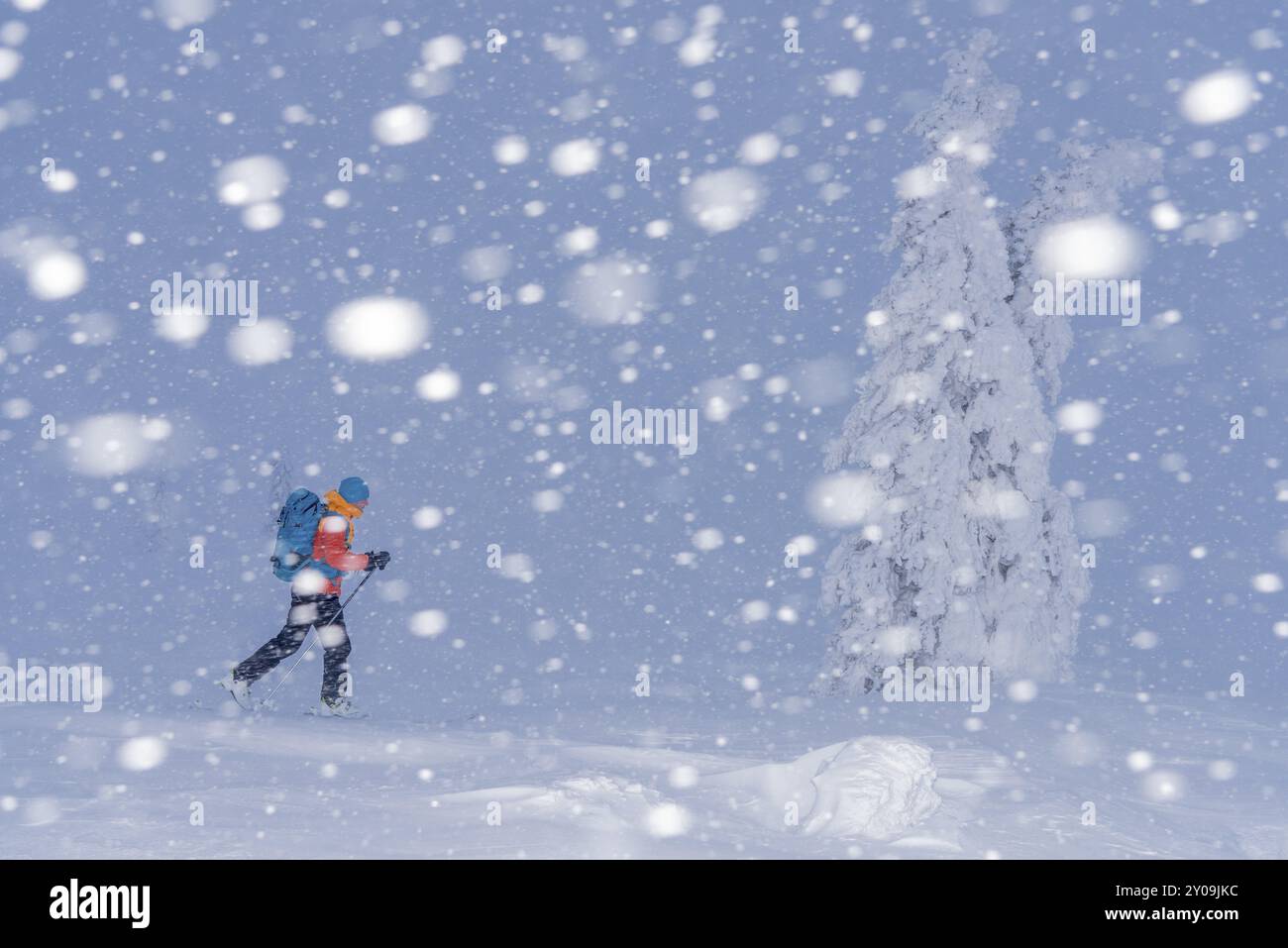 Sciatori sulla neve, riserva naturale di Dundret, Gaellivare, Norrbotten, Lapponia, Svezia, febbraio 2016, Europa Foto Stock