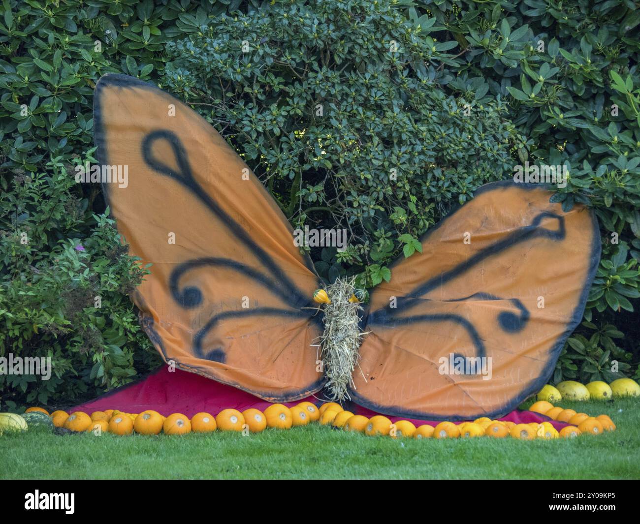 Grande decorazione a farfalla fatta di zucche arancioni nel giardino, borken, muensterland, Germania, Europa Foto Stock