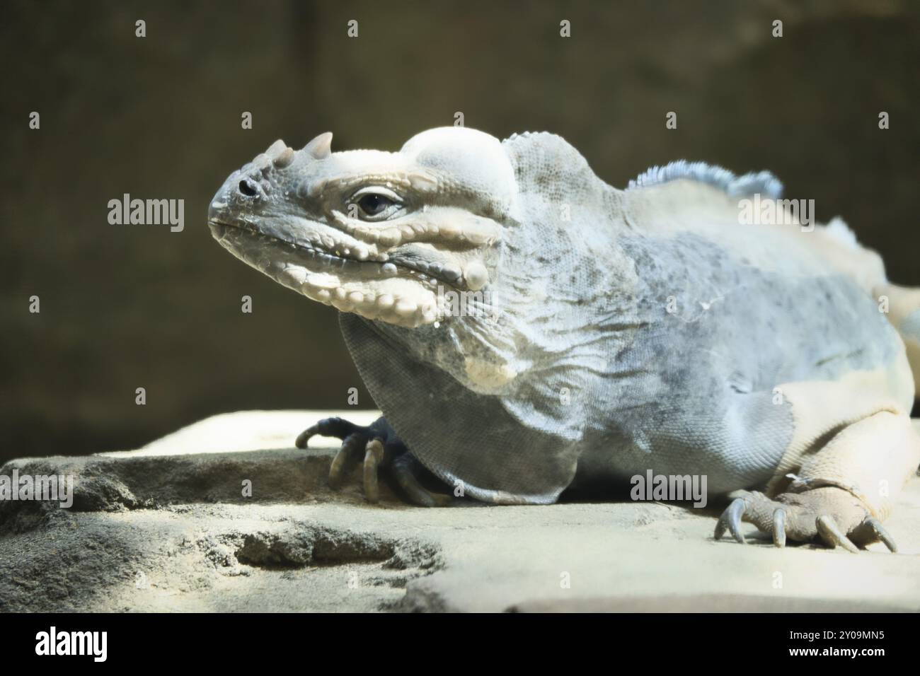 Grande iguana adagiata su una pietra. Pettine spinoso e pelle squamosa. Foto animale di un rettile Foto Stock