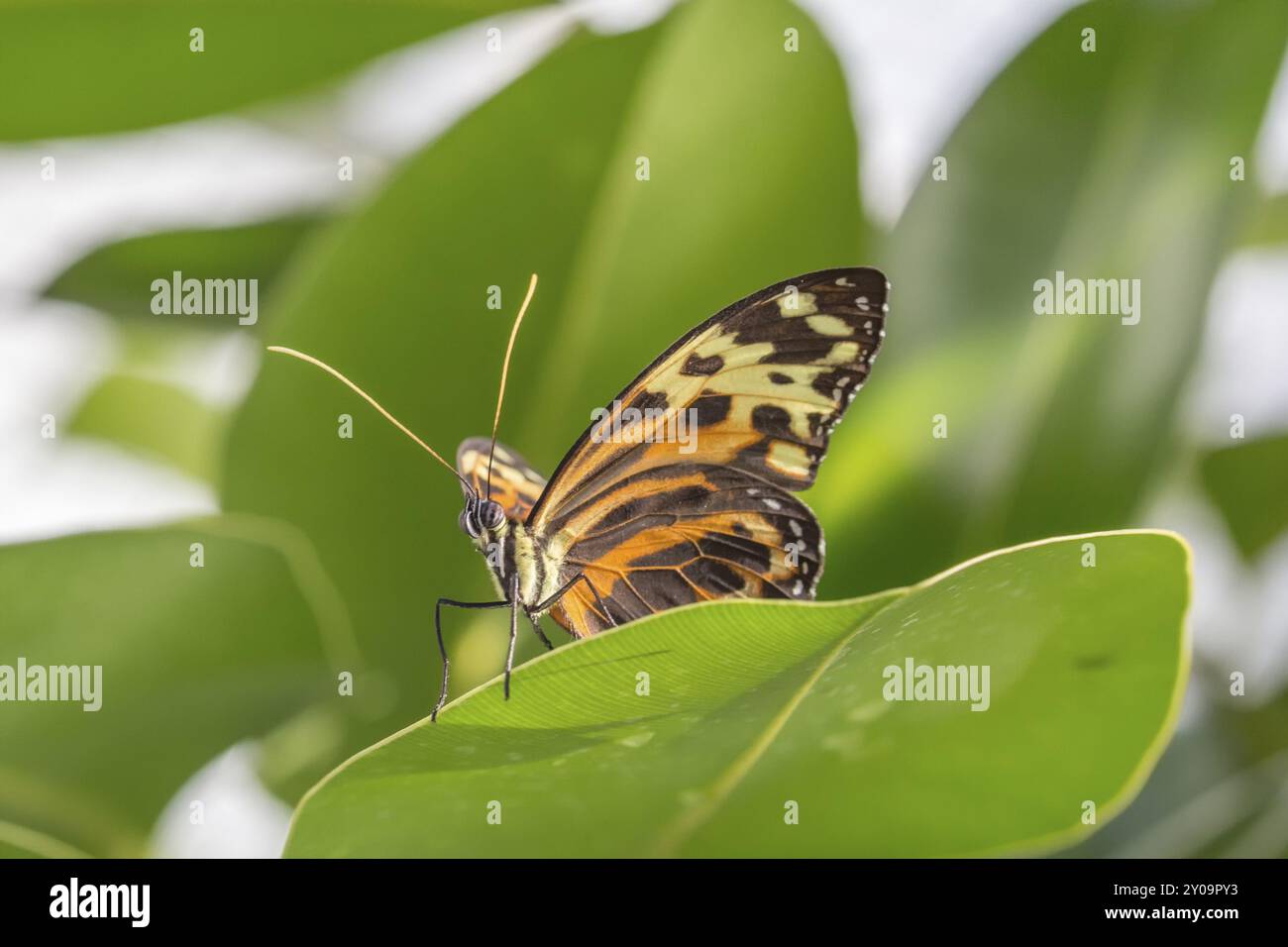 Farfalle tropicali (Eueides isabella) Foto Stock