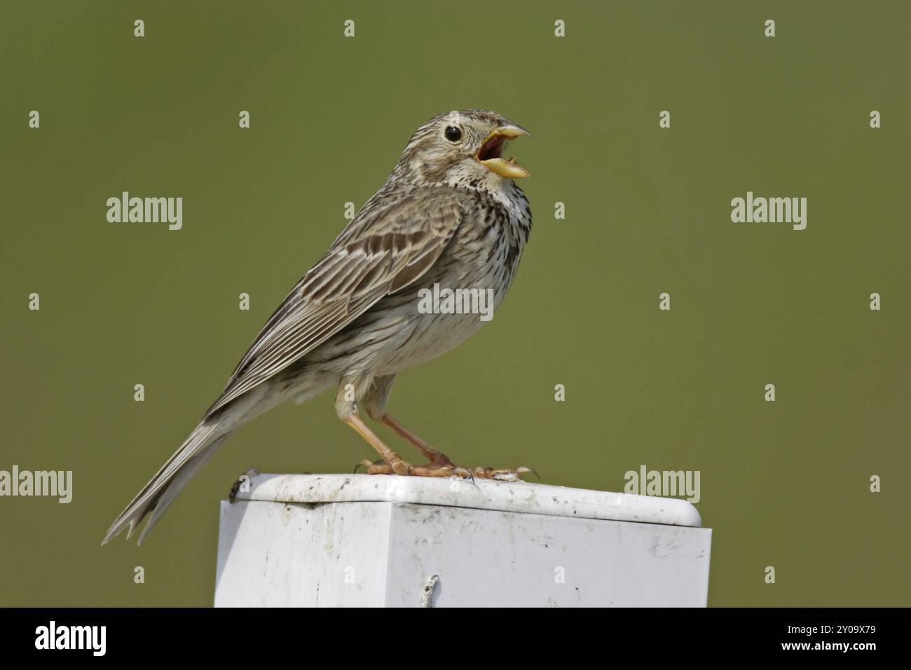 Granturco, Miliaria calandra, granturco Foto Stock