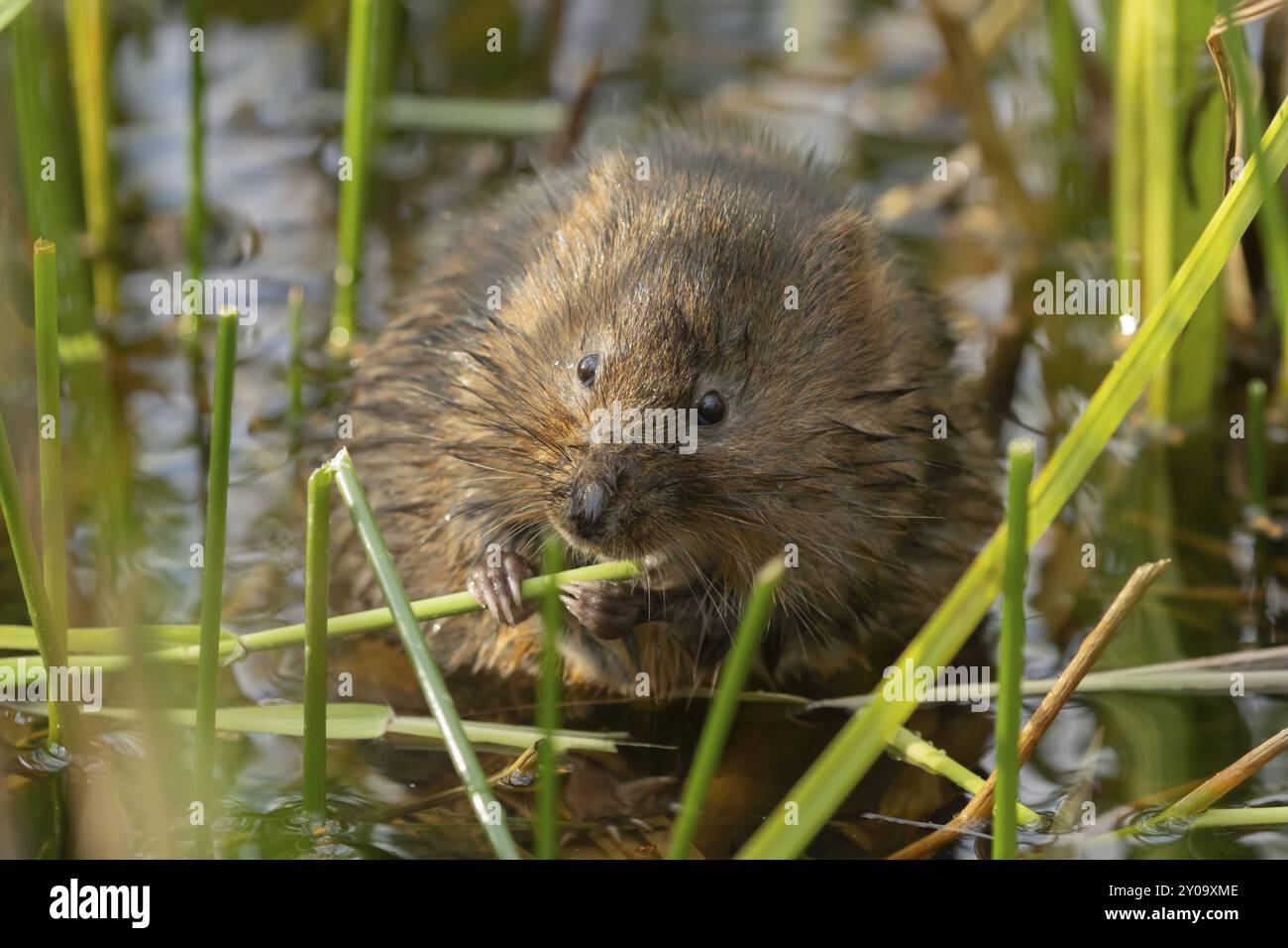 alveolo d'acqua (Arvicola amphibius) animale adulto che si nutre di un fusto di piante di canna in uno stagno in estate, Suffolk, Inghilterra, Regno Unito, Europa Foto Stock