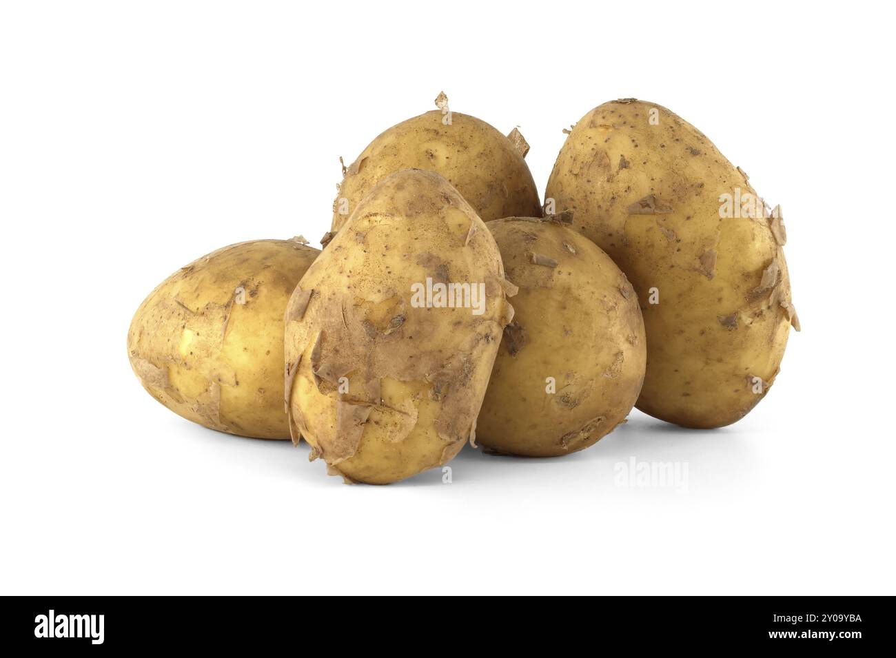 Gruppo di patate fresche precoci, con una buccia marrone chiaro e macchie marrone scuro isolate su sfondo bianco Foto Stock