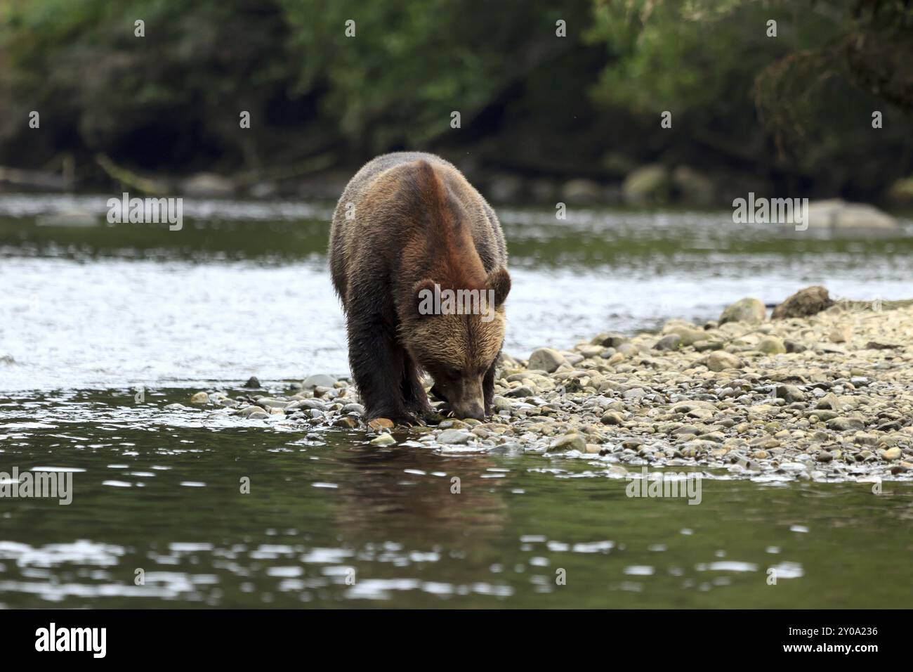 Orso Grizzly a Knight Inlet in Canada Foto Stock