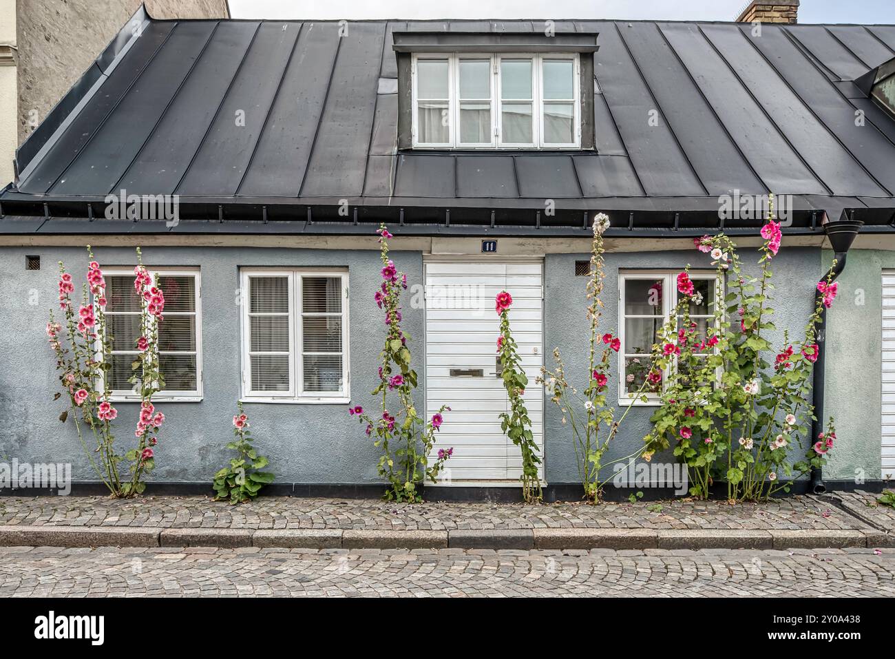 Casa pittoresca con hollyhocks alla luce della sera, Lilla Algatan, Lund, Svezia, 17 luglio 2022 Foto Stock