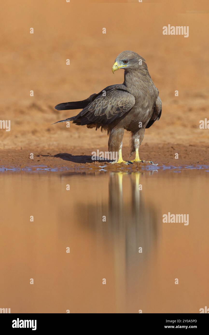 Black Kite, (Milvus aegyptius), Morgan Kunda Lodge/strada per Kat, Jajari, North Bank, Gambia, Africa Foto Stock