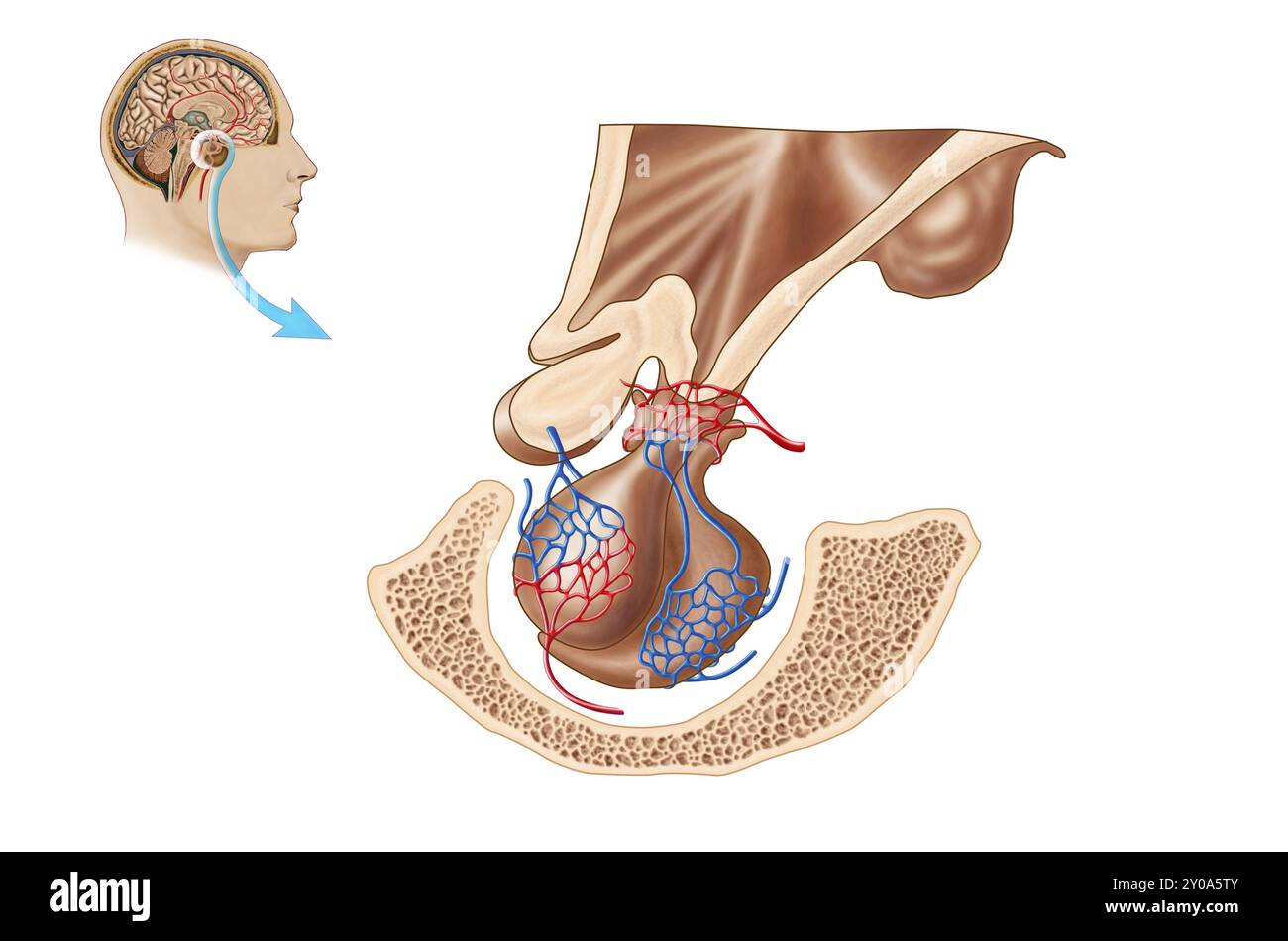 Anatomia della ghiandola ipofisaria Foto Stock