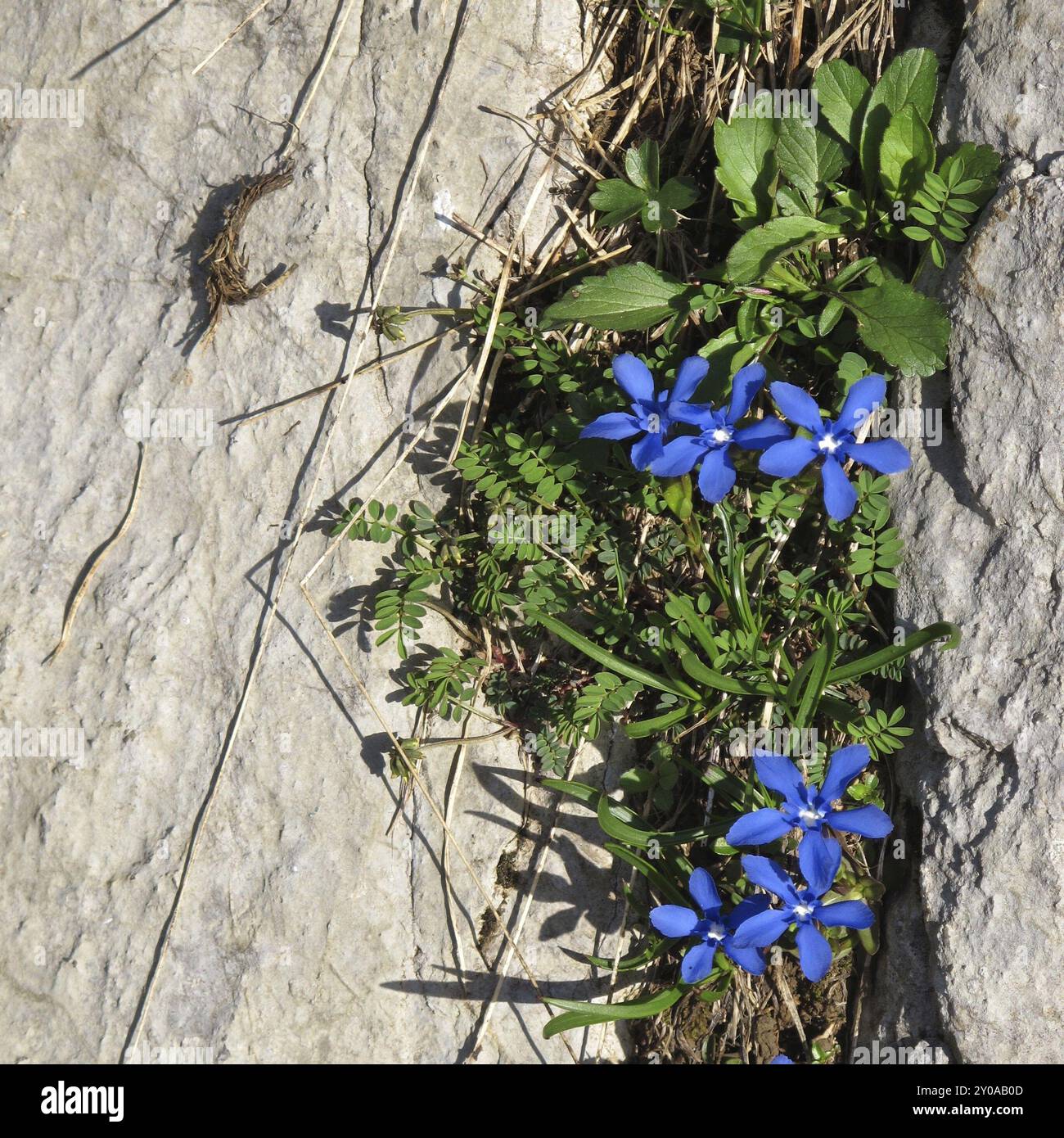 Gentiana verna, genziani che crescono nelle Alpi Foto Stock