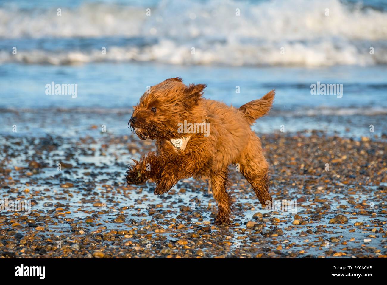 Cucciolo di Cavapoo, 5 mesi che corre al mare. Foto Stock