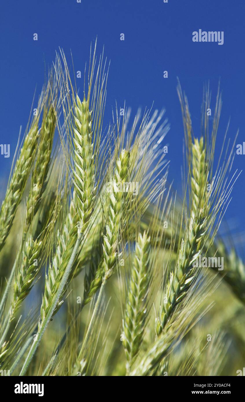 Spighe di grano (Triticum) Foto Stock