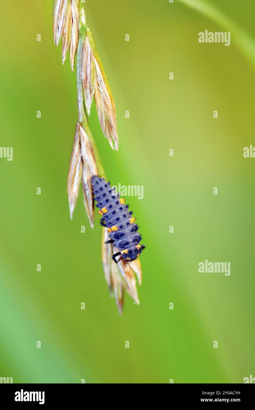 Larva di un uccello cocciniglia (Coccinella septempunctata), larva di un uccello cocciniglia septempunctata (sette punti) Foto Stock