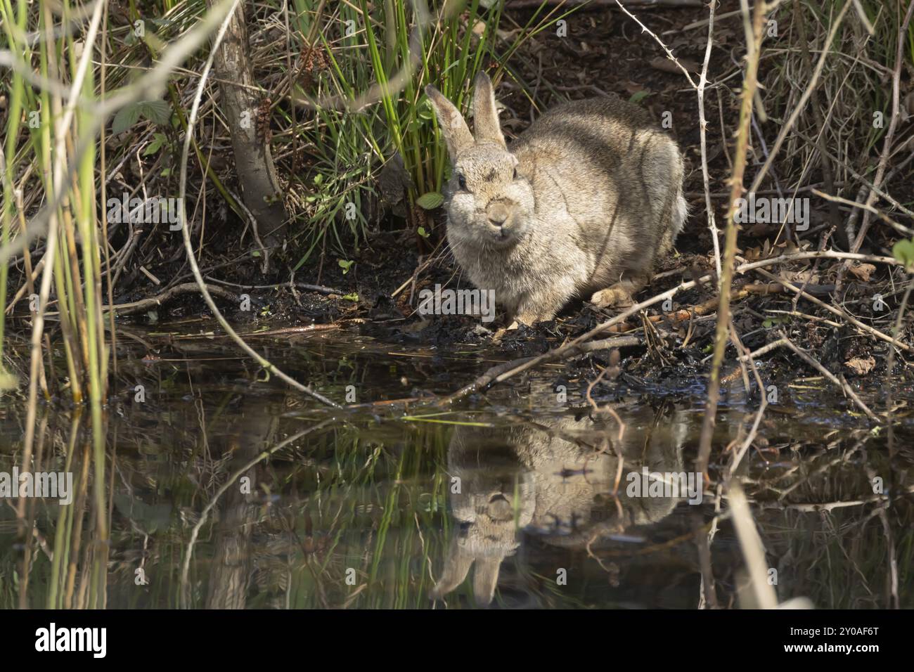 Coniglio (Oryctolagus cuniculus) animale adulto in piedi accanto a uno stagno con il suo riflesso nell'acqua, Suffolk, Inghilterra, Regno Unito, Europa Foto Stock