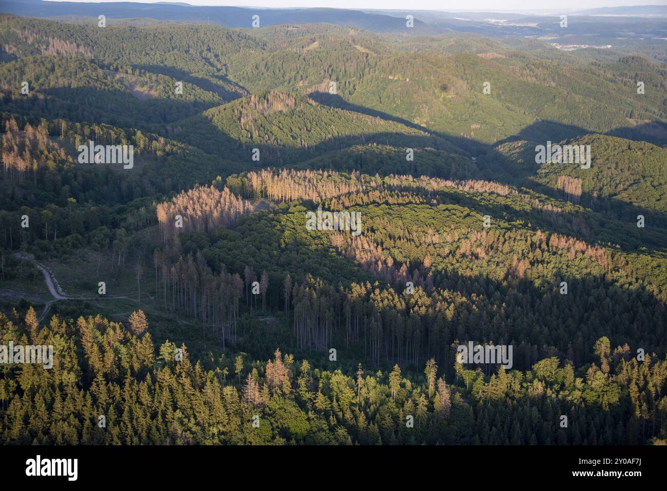 Foresta, foresta dieback, Harz, abete, Sassonia-Anhalt, Germania, Europa Foto Stock