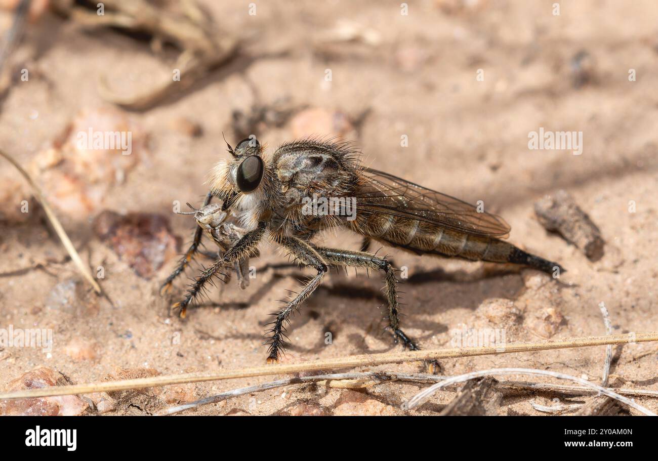 Nel paesaggio del Colorado, un rapinatore predatorio vola nel genere Efferia insetto afferra una cavalletta Foto Stock