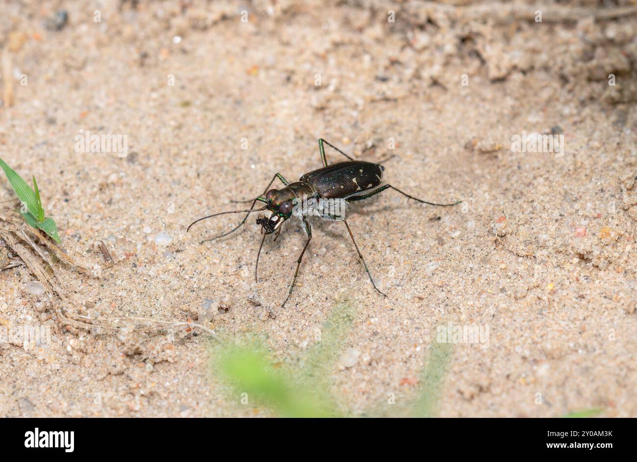 Un coleottero tigre forato Cicindela punctulata si estende su terreni sabbiosi in Colorado Foto Stock