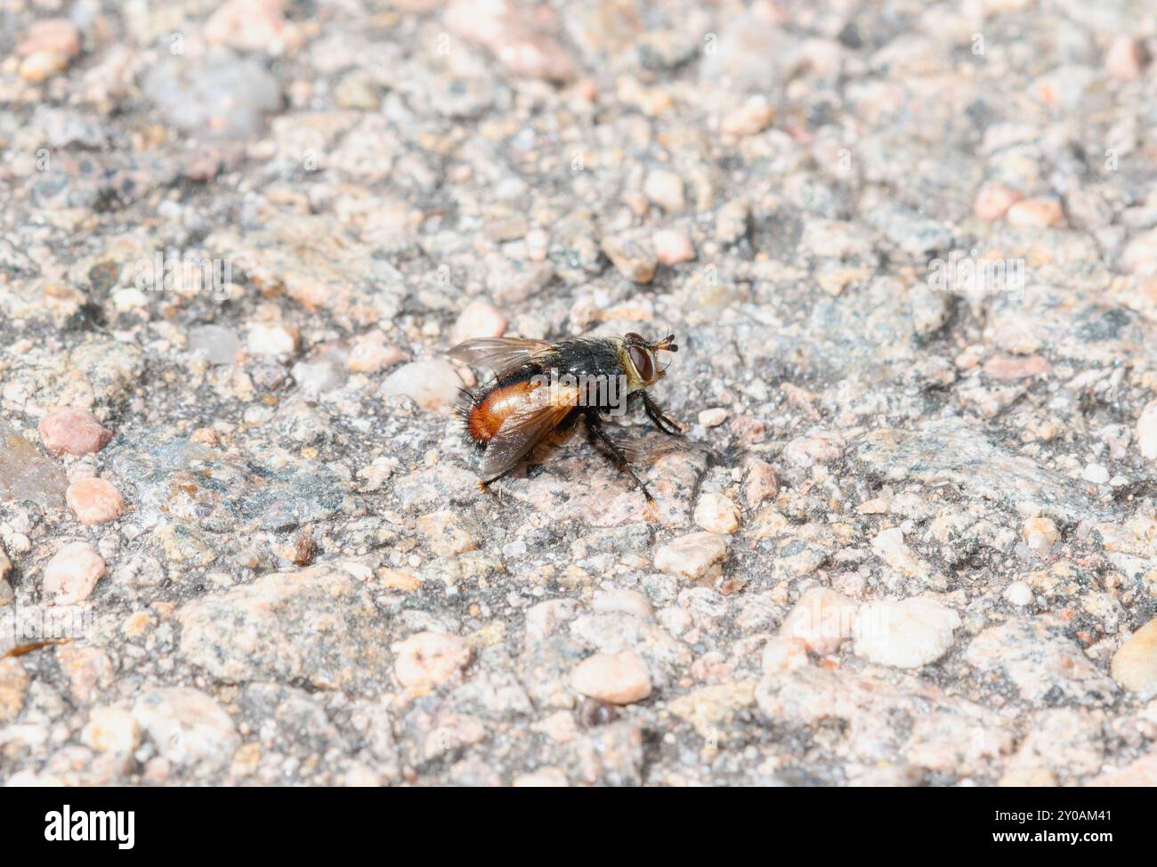 Un primo piano di una mosca tachinide del Colorado nella famiglia Tachinini su una superficie ruvida di terreno roccioso in Colorado Foto Stock