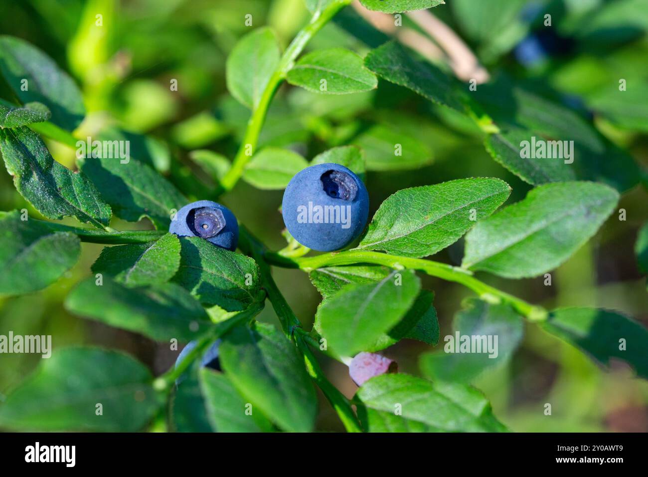 Rami verdi con bacca di mirtillo nella foresta. Bacche di mirtilli forestali. Un mucchio di bacche Foto Stock