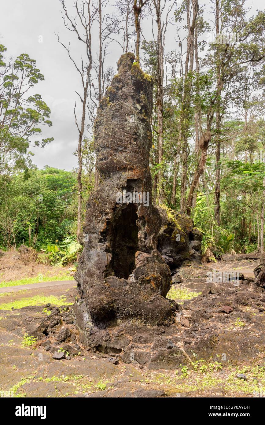 Un monumento statale delle Hawaii mostra le insolite formelle di lava dei tronchi degli alberi. Negli anni '1700, il flusso di lava attraversò l'area, ricoprendo i tronchi di alberi, leav Foto Stock