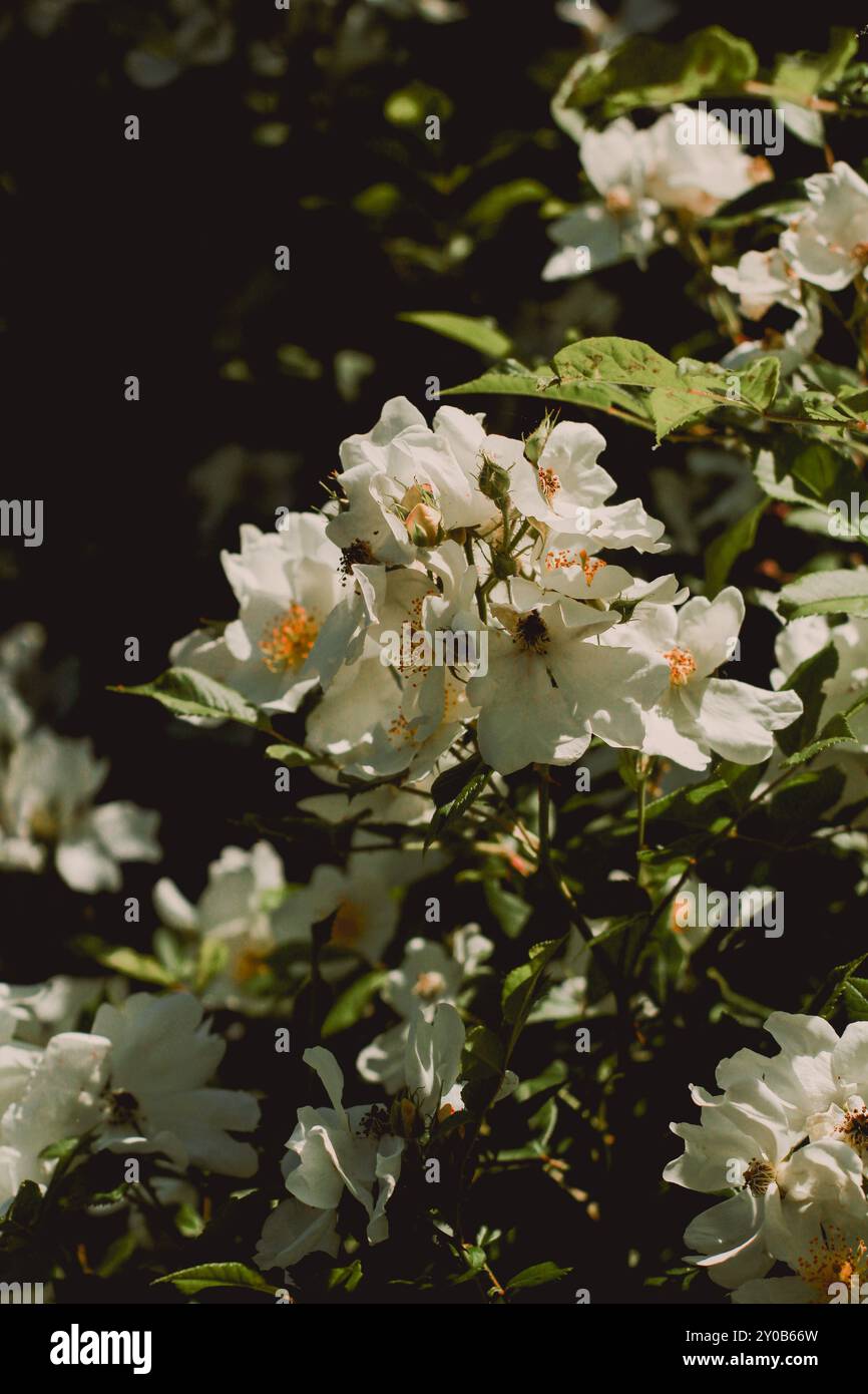 Flowers in Botanical Garden, 2022 Foto Stock