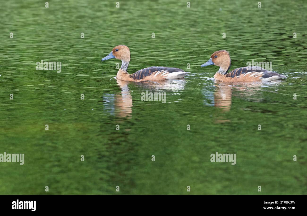 Le anatre fischianti (Dendrocygna bicolor), Lafitte's Cove, Texas, USA Foto Stock