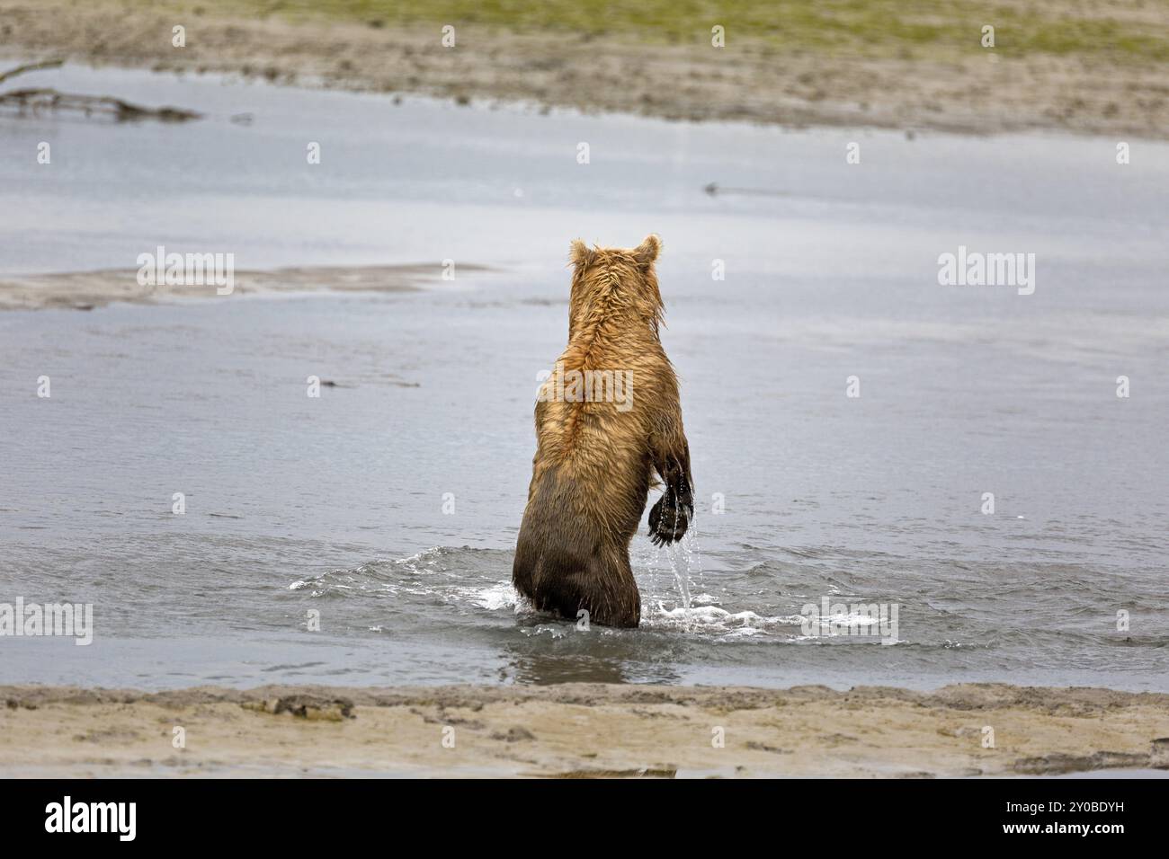 Orso Grizzly sulle rive del fiume Douglas nel Katmai National Park in Alaska Foto Stock