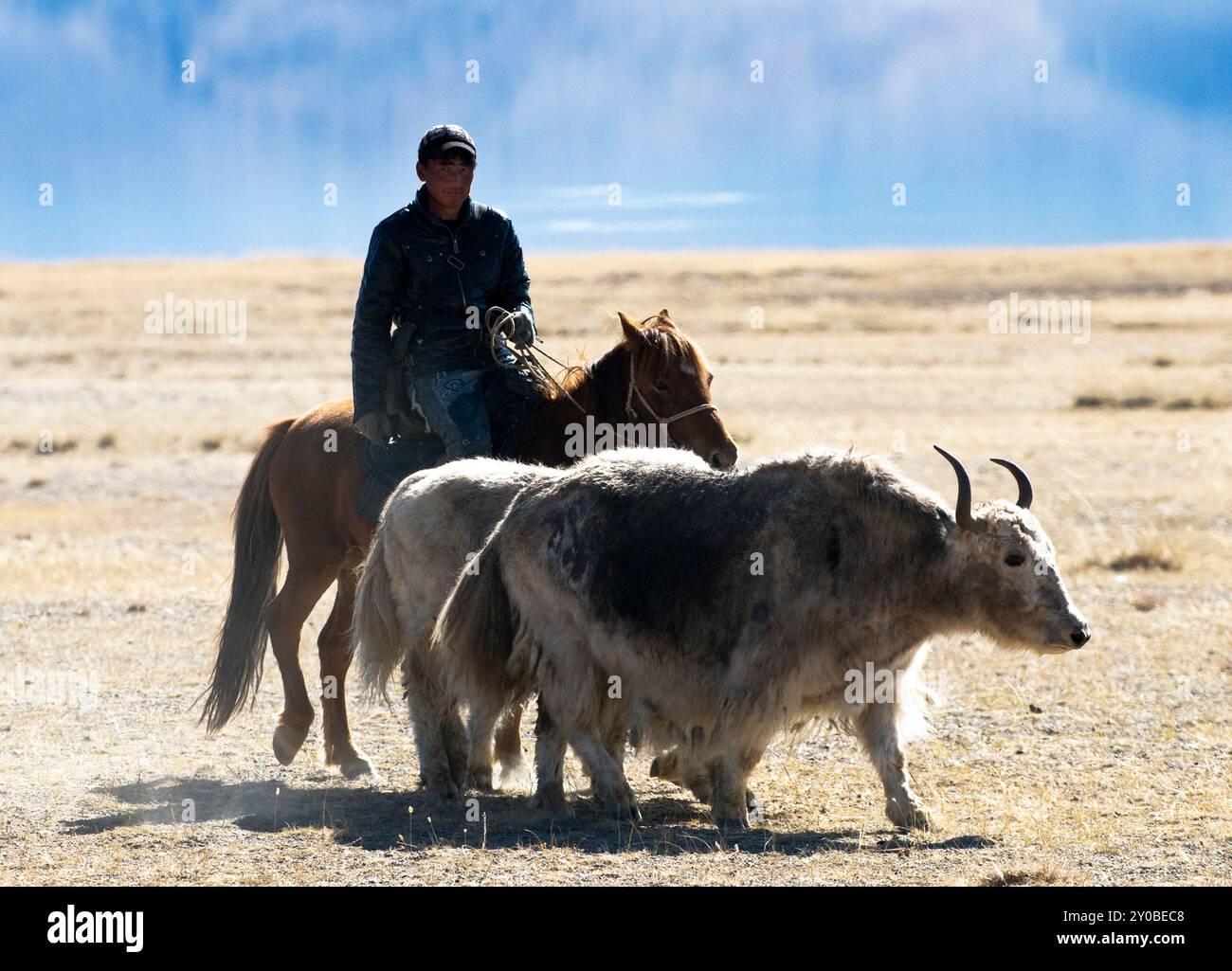 Un kazako che maneggia i suoi yak nella regione di Altai, nella Mongolia occidentale. Foto Stock