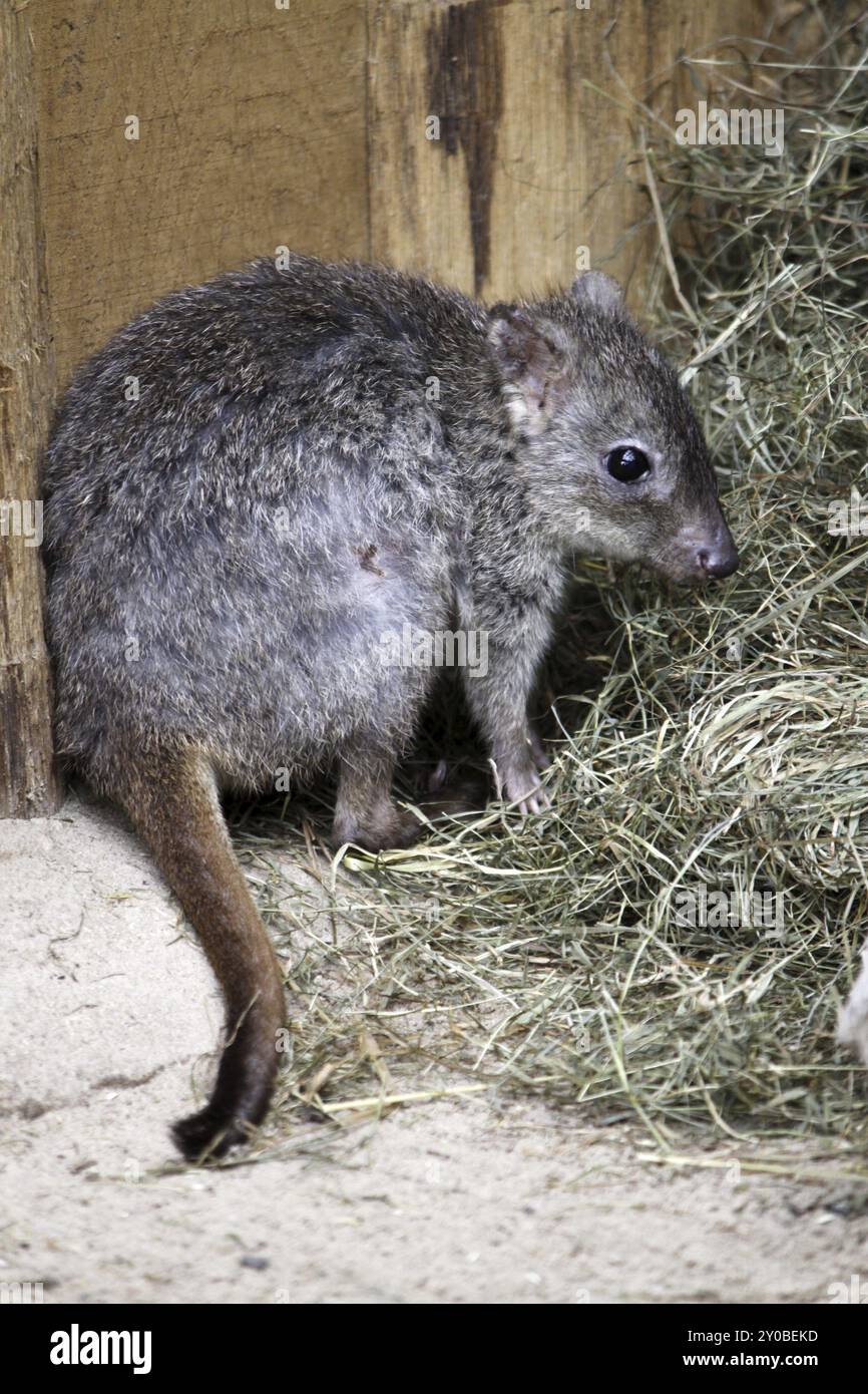 Brushtail Rat-canguro Foto Stock