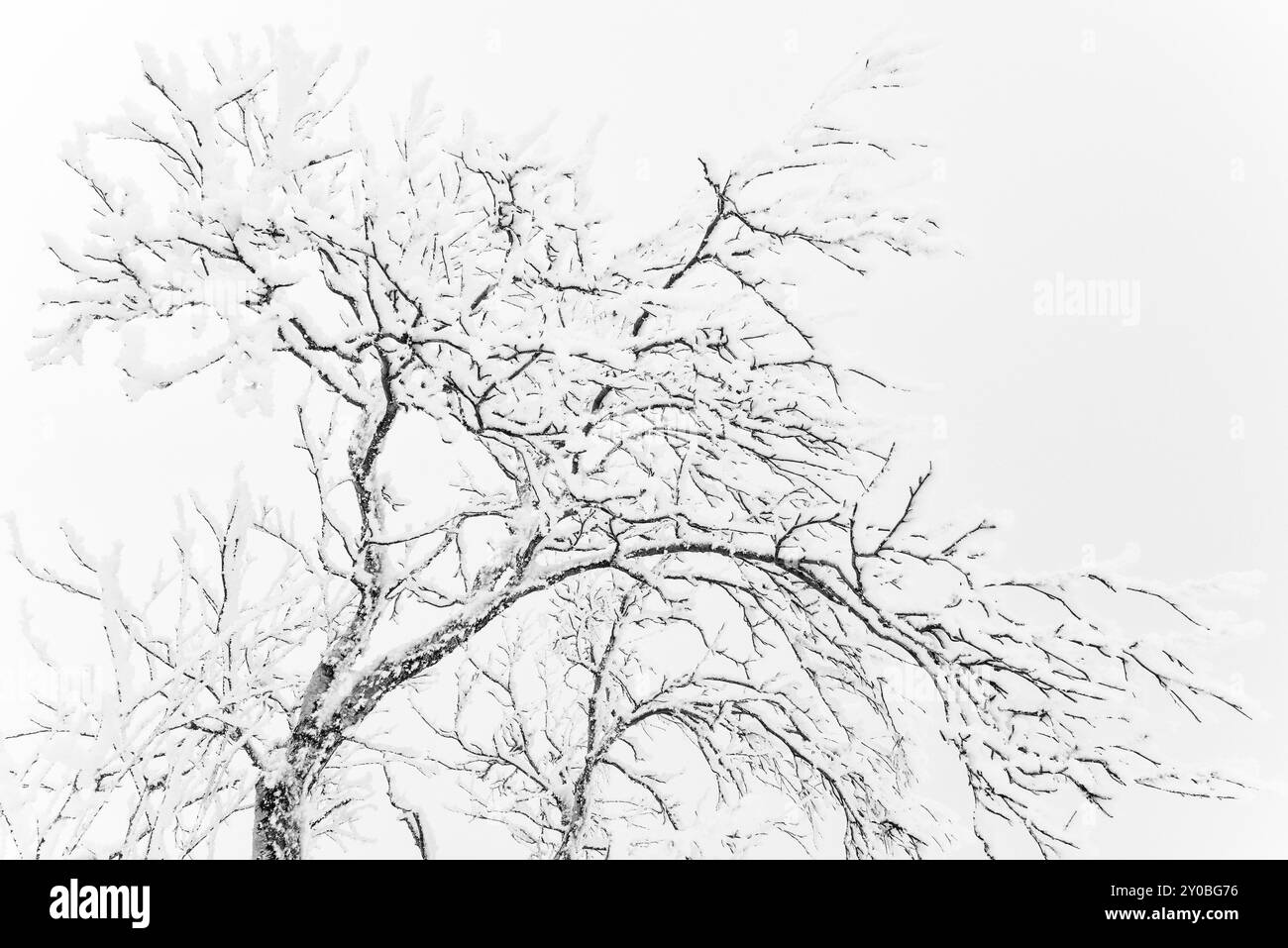 Betulle di montagna coperte di Hoarfrost, riserva naturale di Dundret, Gaellivare, Lapponia, Svezia, ottobre 2013, Europa Foto Stock