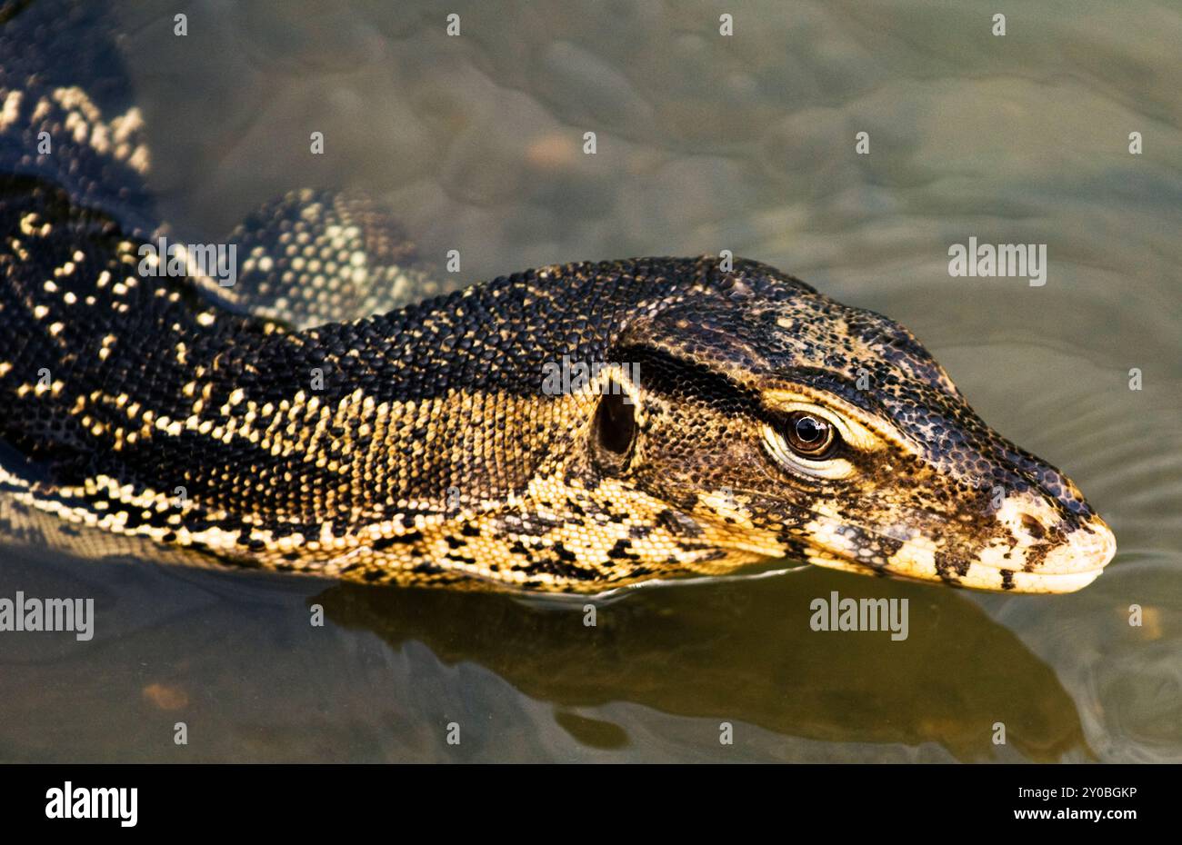 Una lucertola monitor nel parco Lumphinee a Bangkok, Thailandia. Foto Stock