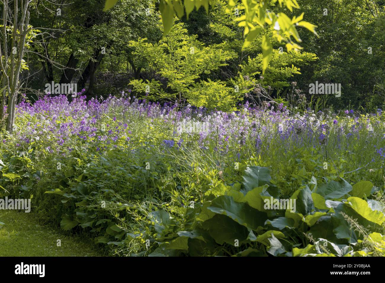 Il razzo di Dame (Hesperis matronalis) è conosciuto come damasca-viola, dama-erba, gillifiore di dame, gillifiore profumato di notte, gillifiore di regina, rogue's gi Foto Stock