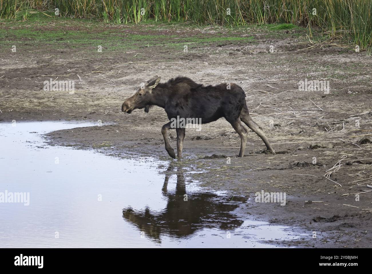 Un alce femmina si trova in un piccolo stagno essiccato presso il Turnbull Wildlife Refuge vicino a Cheney, Washington Foto Stock