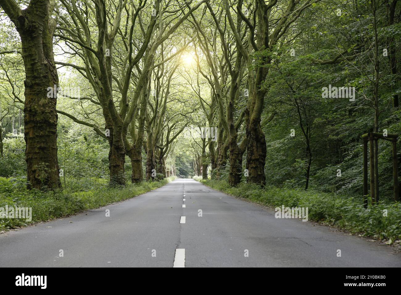 Viale con platani e strada in primavera Foto Stock