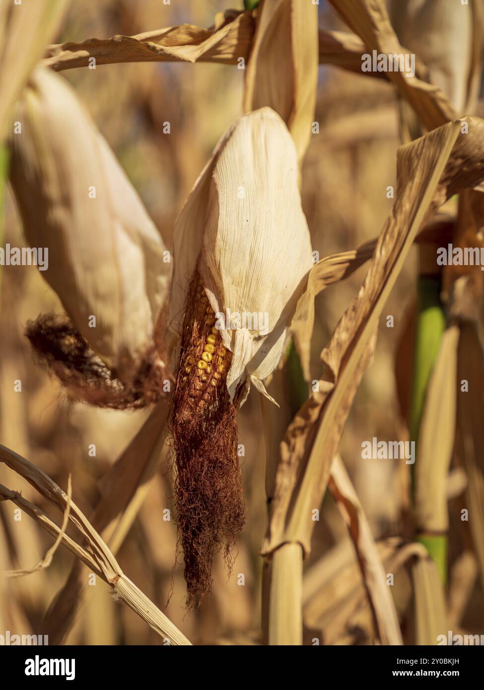 Duisburg, Renania settentrionale-Vestfalia, Germania, 7 agosto 2018: Vista su un campo di mais essiccato dopo un'ondata di caldo e settimane senza pioggia, Europa Foto Stock