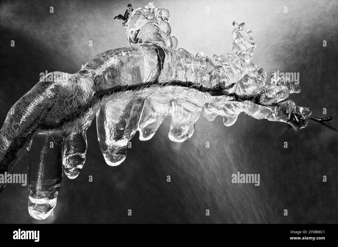 Filiale ghiacciata in un ruscello, Hedmark Fylke, Norvegia, novembre 2011, Europa Foto Stock