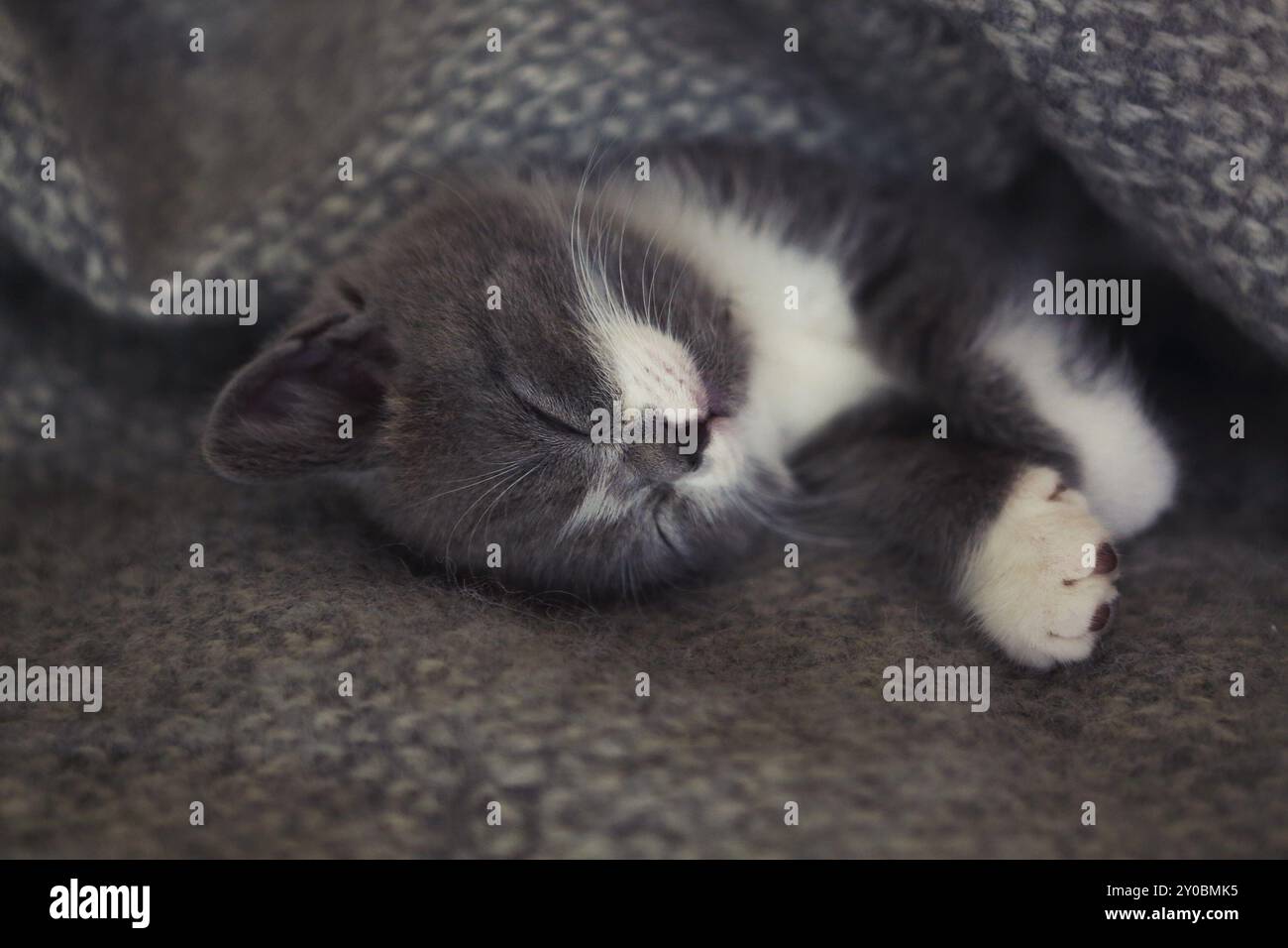 Carino piccolo British Shorthair Gattino che dorme sul letto Foto Stock