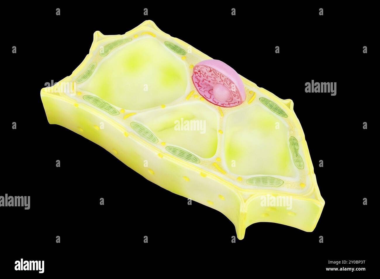 Cellula vegetale modello di istruzione isolati su sfondo nero Foto Stock