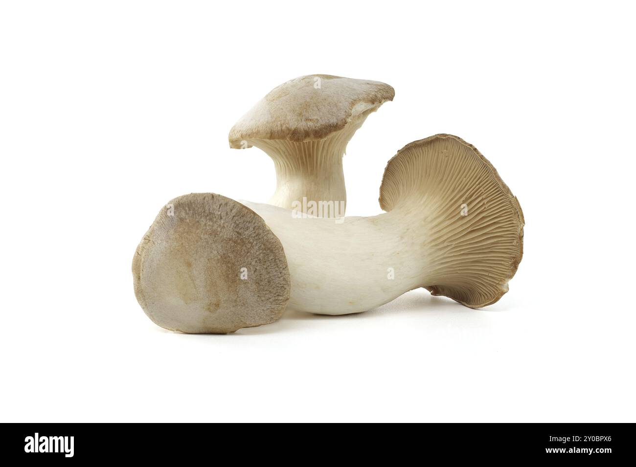 Fungo Pleurotus eryngii isolato su sfondo bianco, noto anche come fungo tromba re, fungo corno francese, eryngi, fungo ostrica re, re Foto Stock