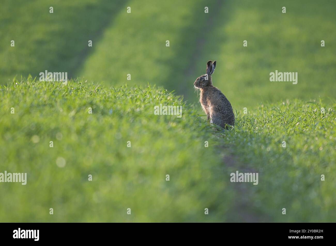 Una lepre si trova su una pista da campo Foto Stock