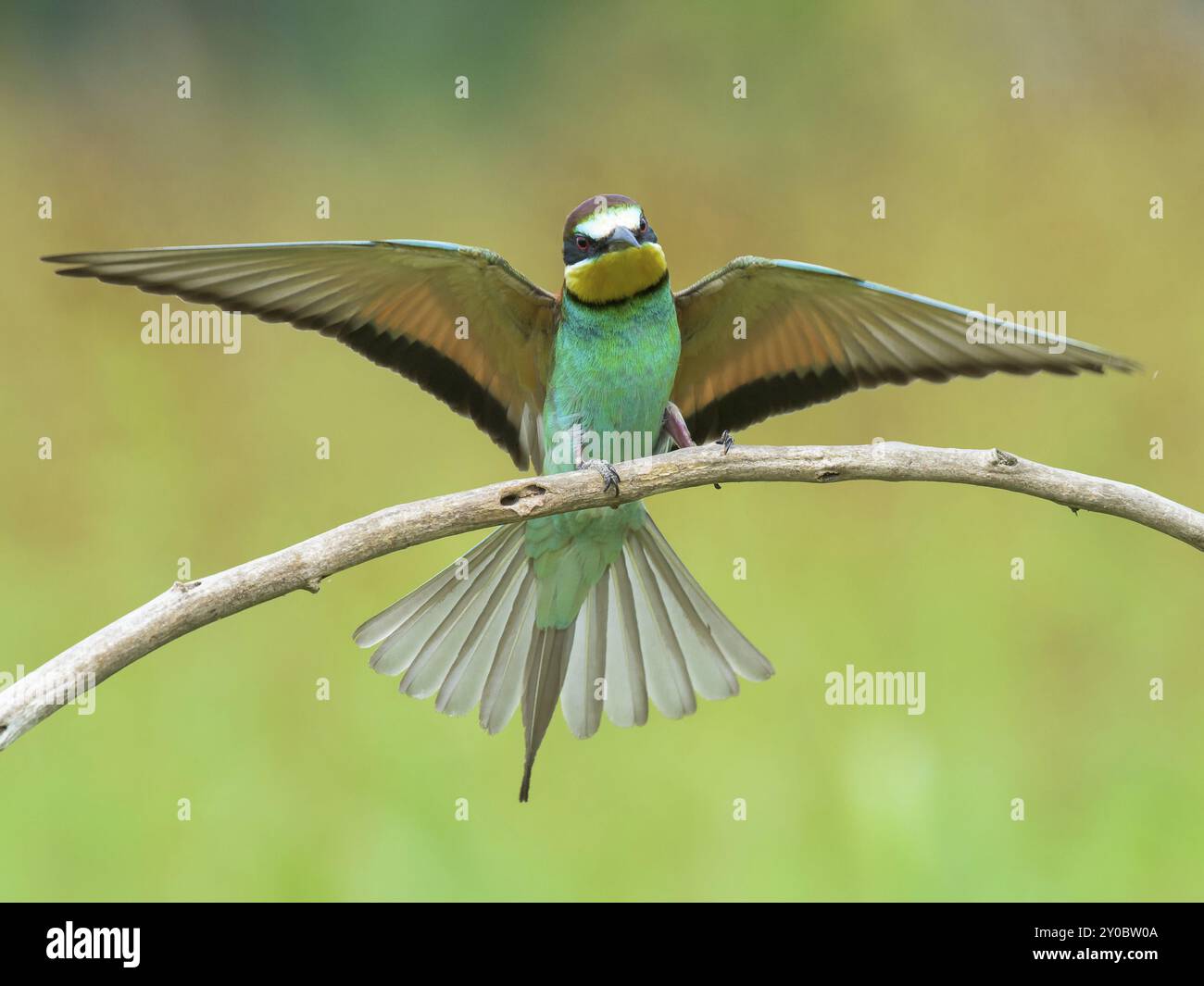 Gruccione (chiamato anche Merops apiaster) spalmatura ali su di un ramo Foto Stock