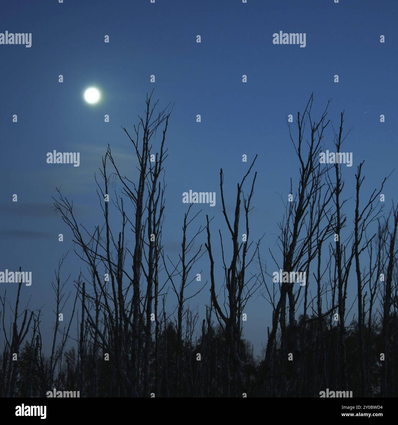 Betulle intemprate al chiaro di luna blu di mezzanotte Foto Stock