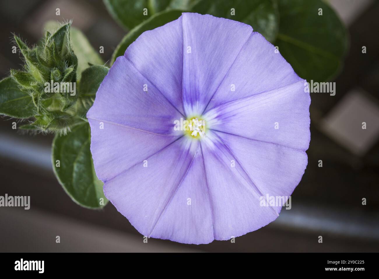 Convolvolo blu macinato (Convolvulus sabatius) nel giardino Foto Stock