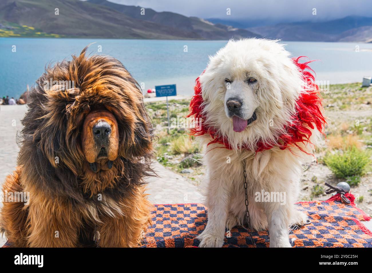 Lago del Santo Yamdrok in Tibet con Mastiff tibetani, copyspace per testo Foto Stock