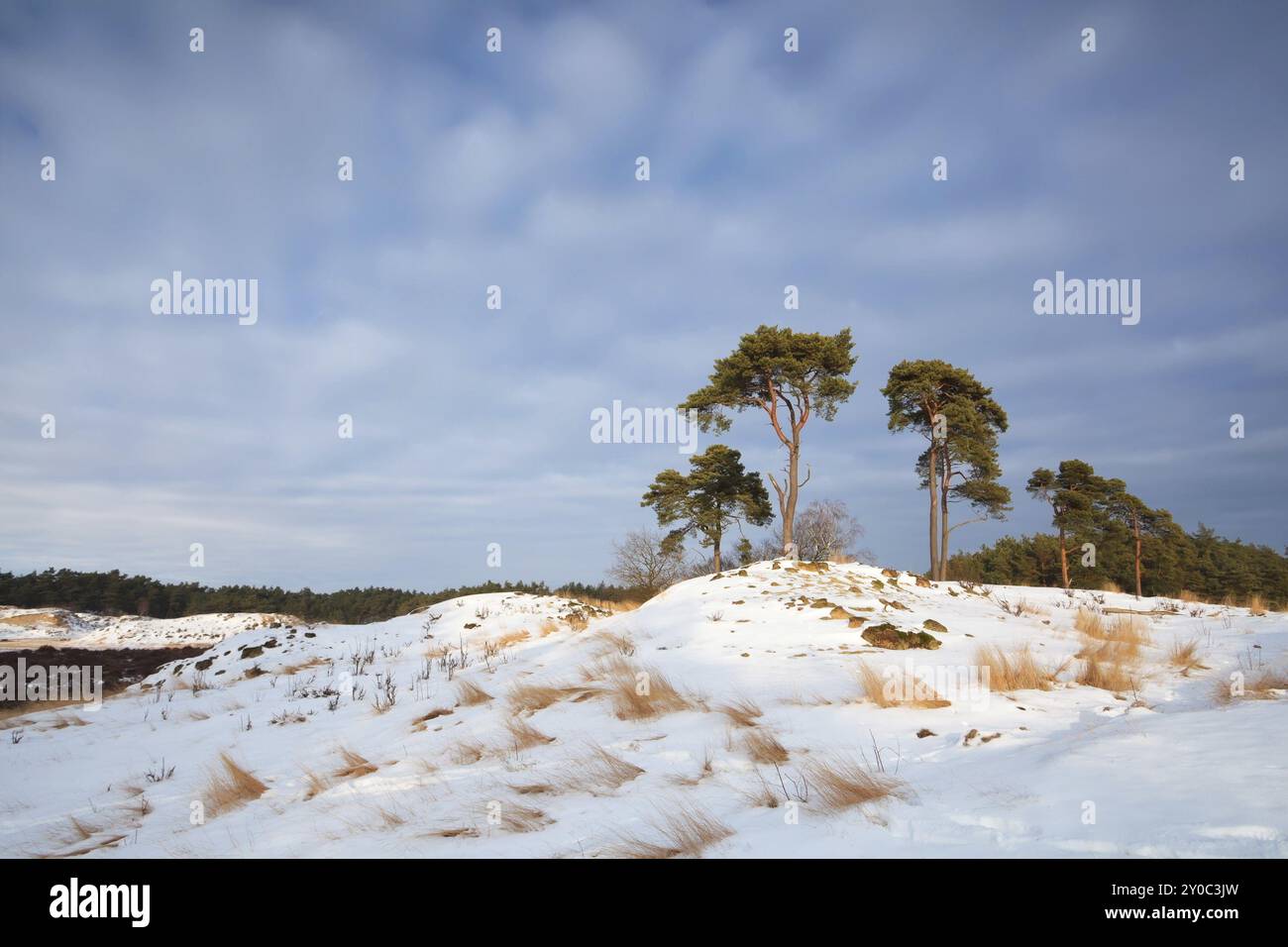 Pini su una collina innevata al sole, dune di Nunspeet, Paesi Bassi Foto Stock