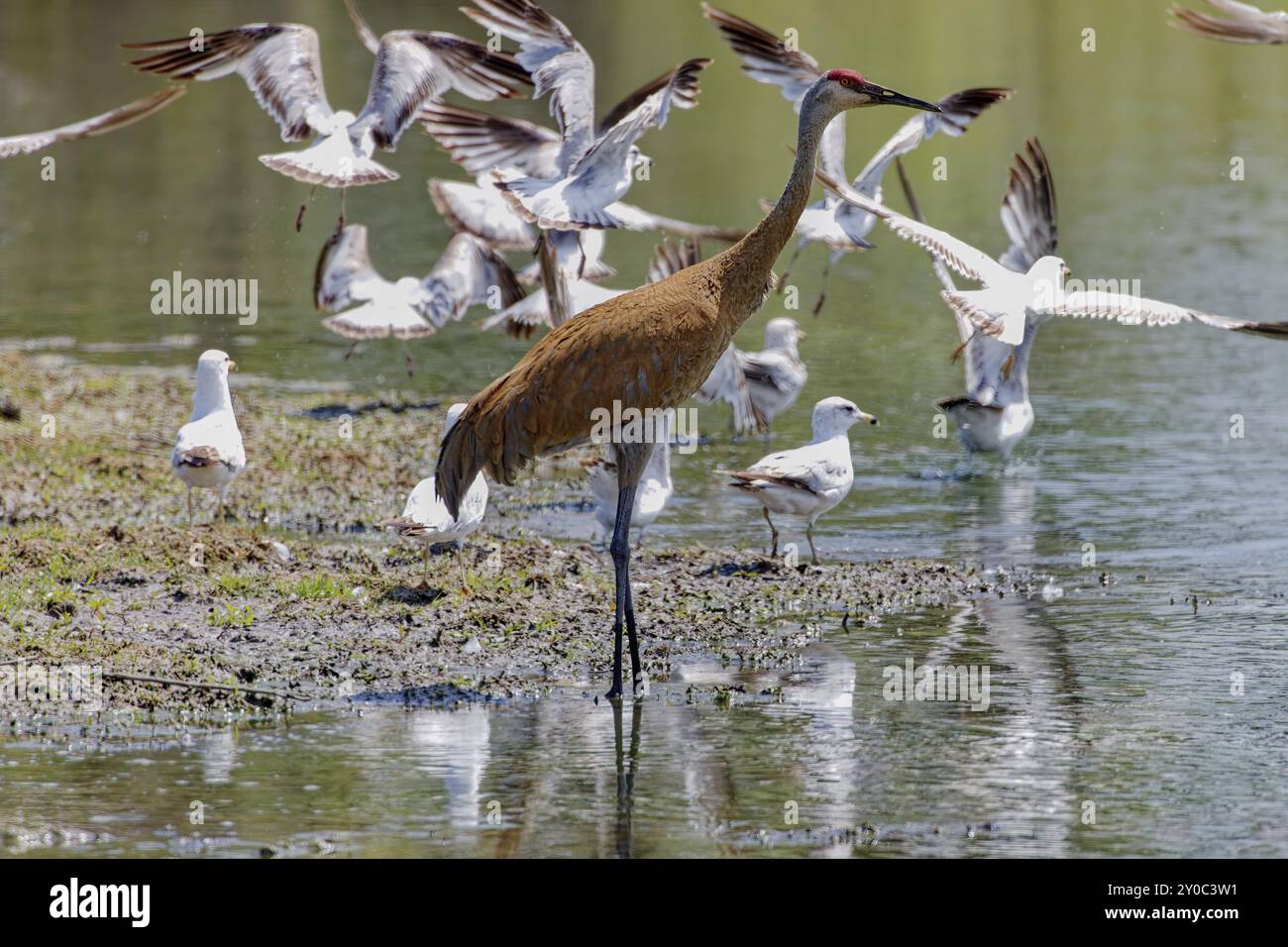 La gru di sabbia (Antigone canadensis) . Uccello nativo americano una specie di grande gru del Nord America. Sullo sfondo gregge di gabbiani aringhe Foto Stock