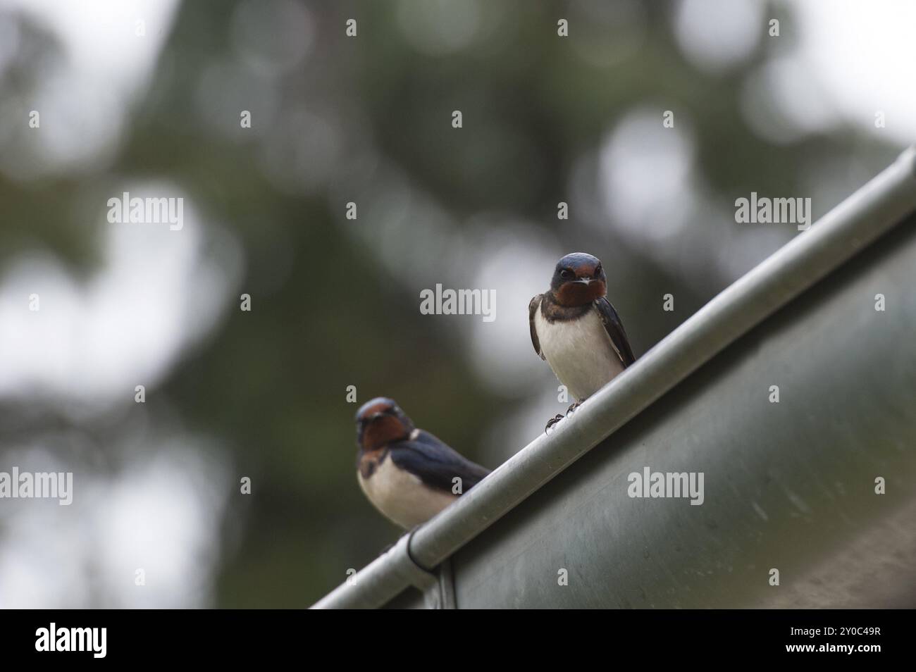 Due rondini da fienile seduti su una grondaia Foto Stock